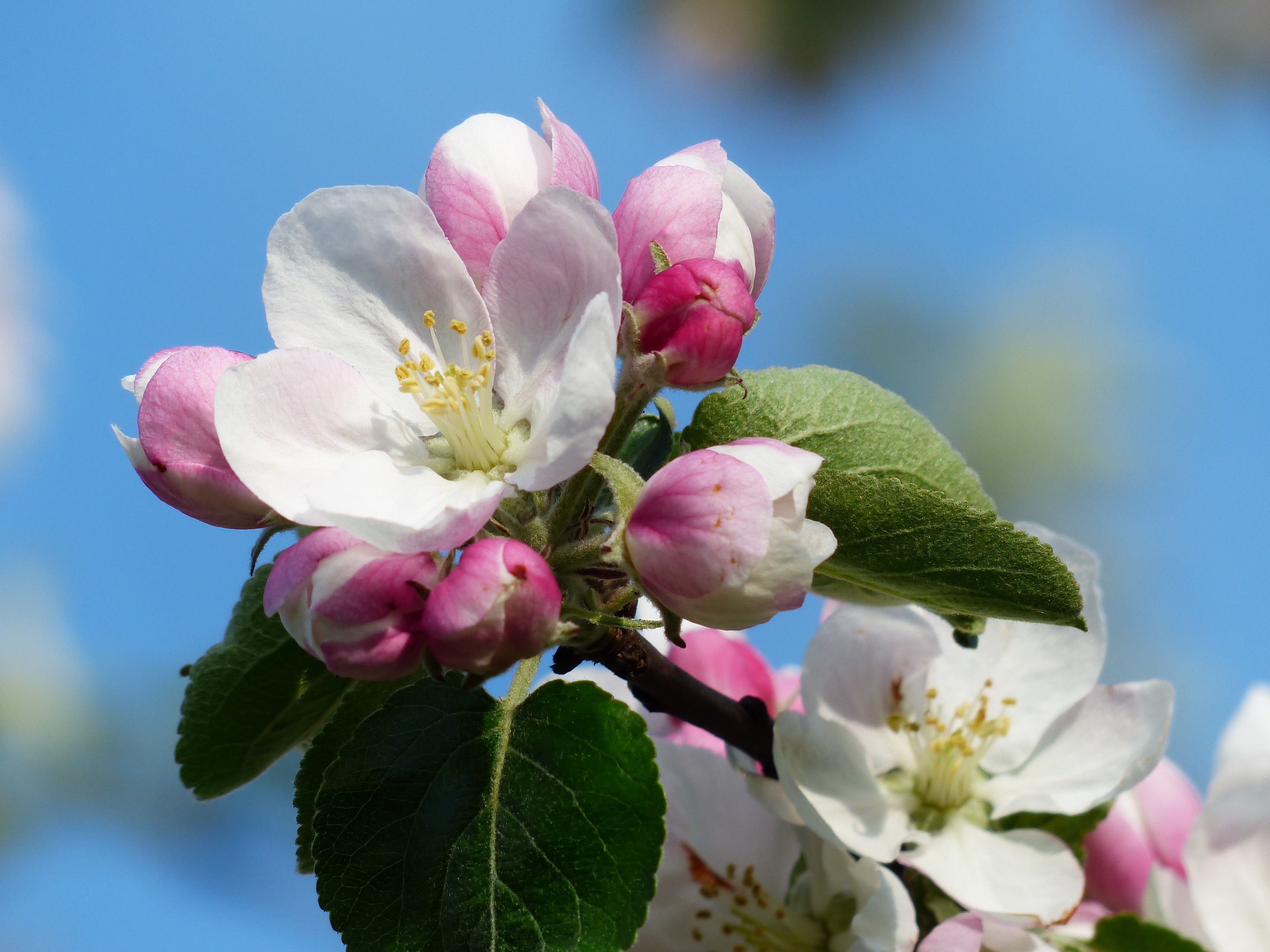 Appelboom