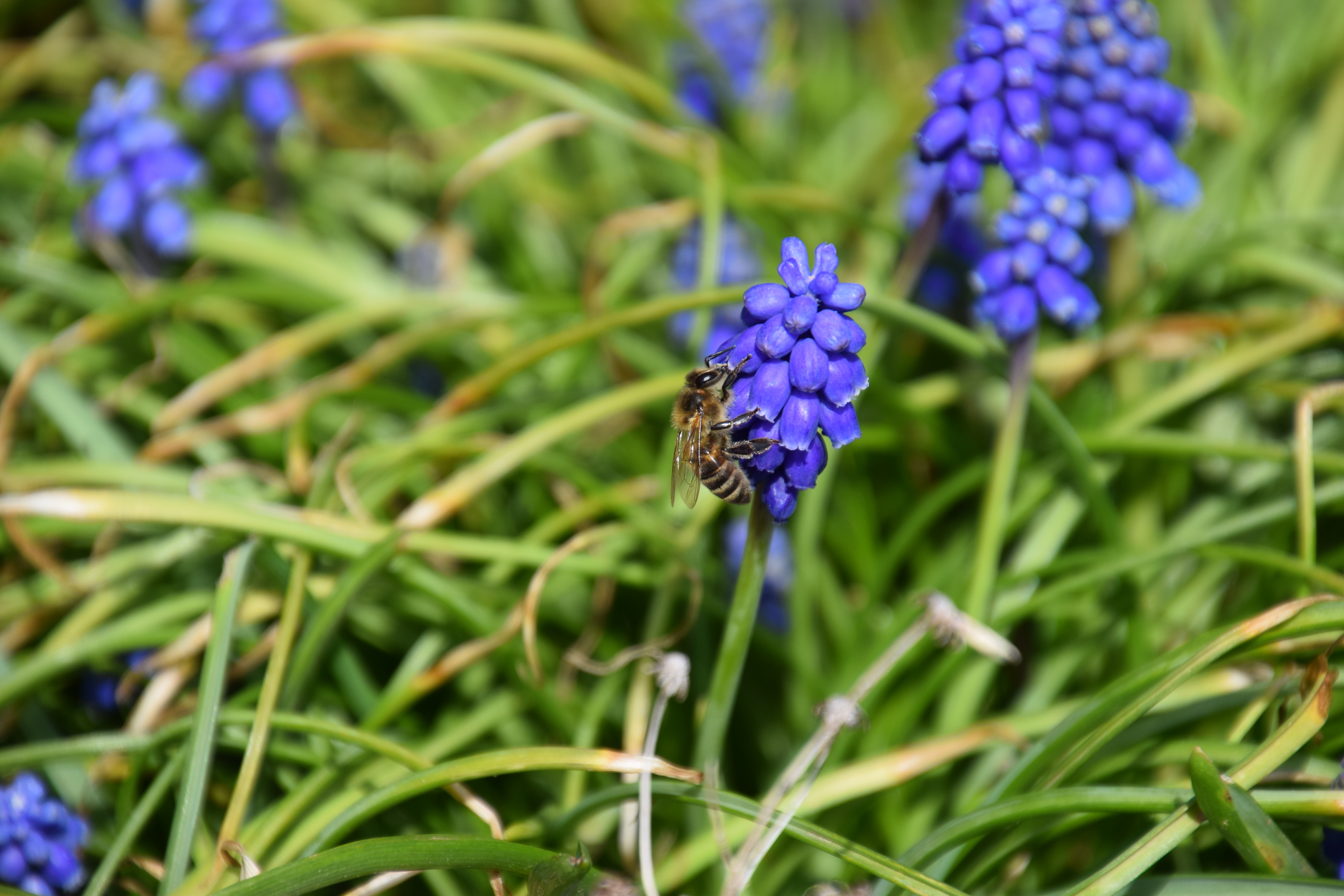 Blauwe druifjes