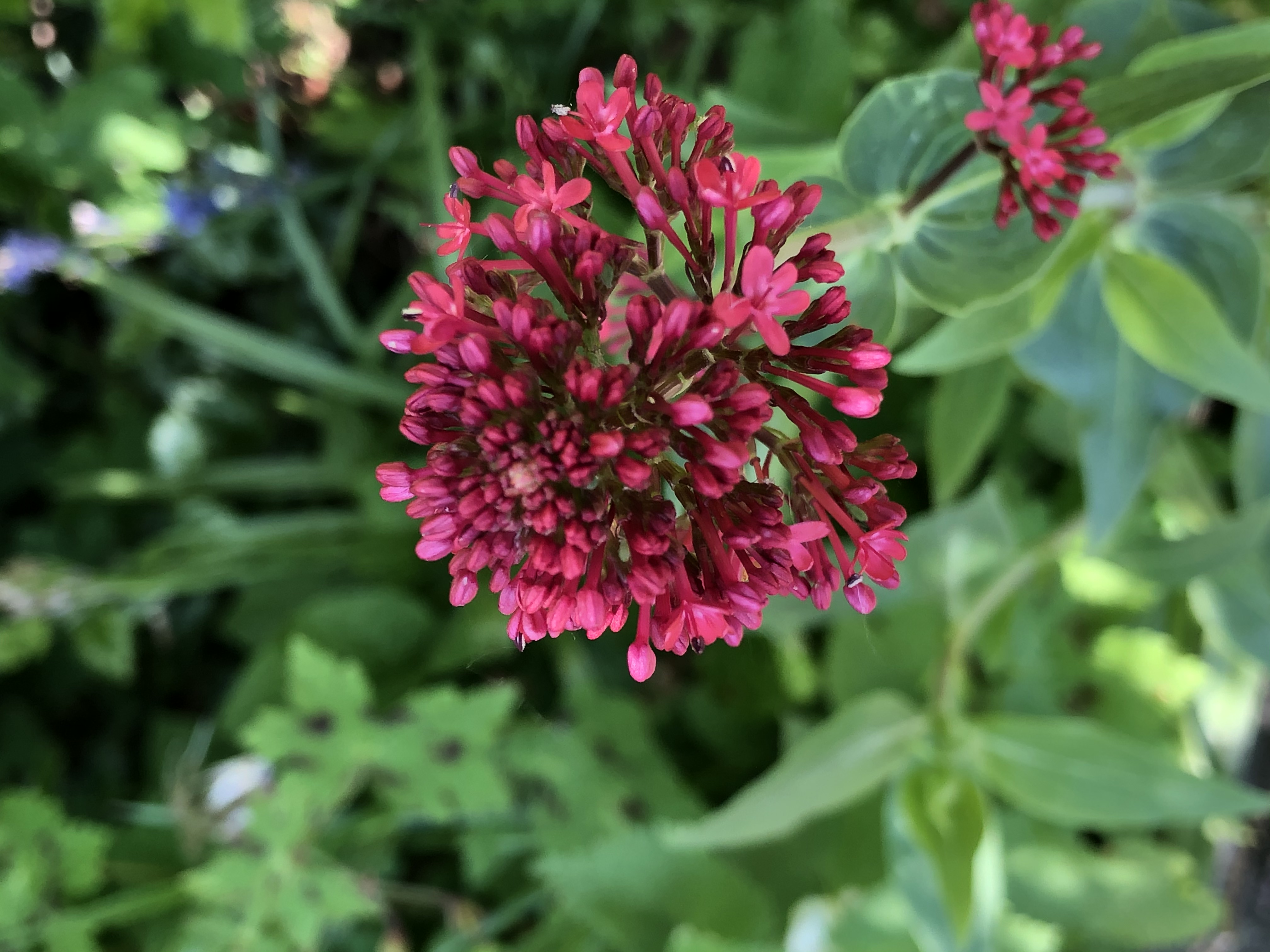 Spoorbloem