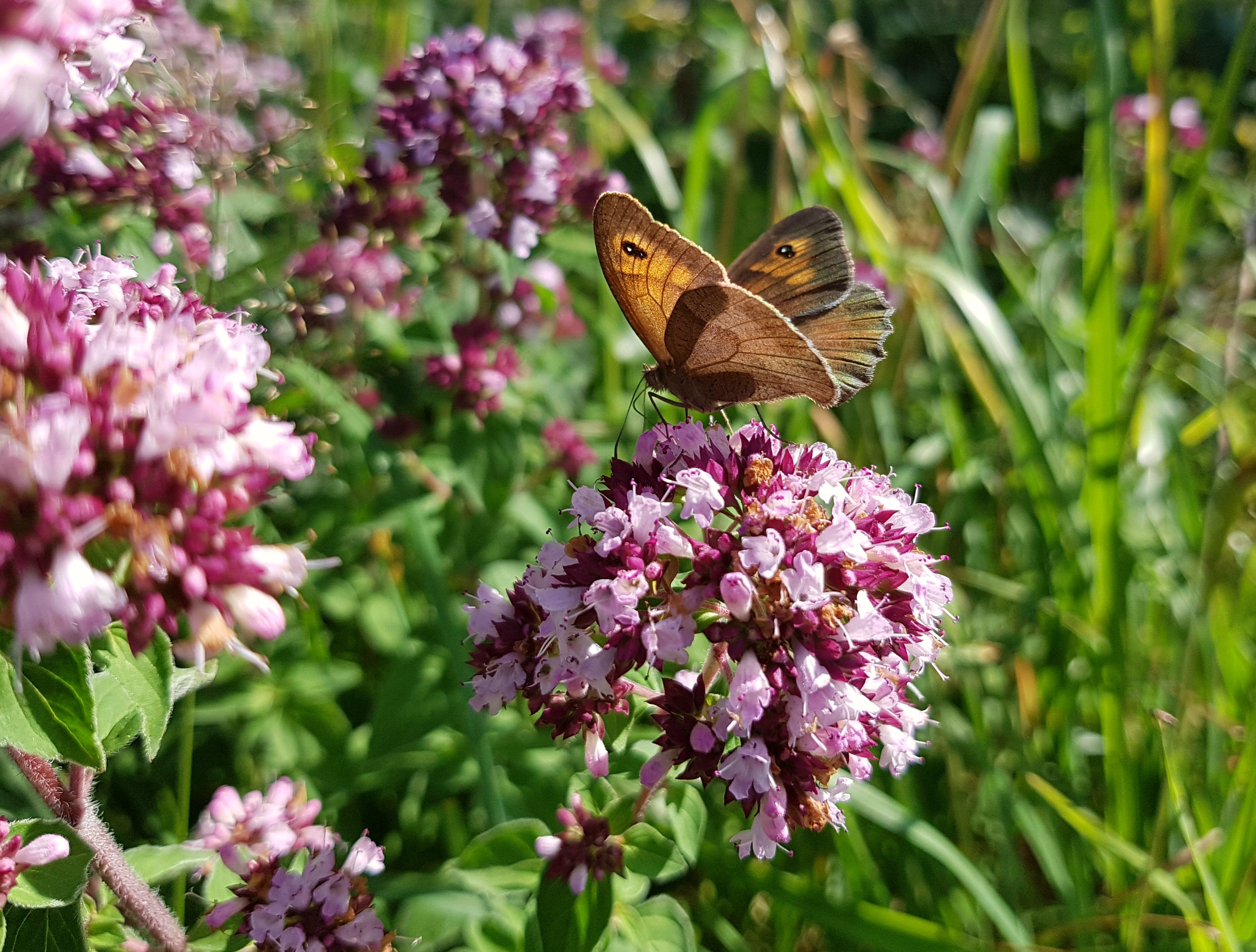 Wilde Marjolein