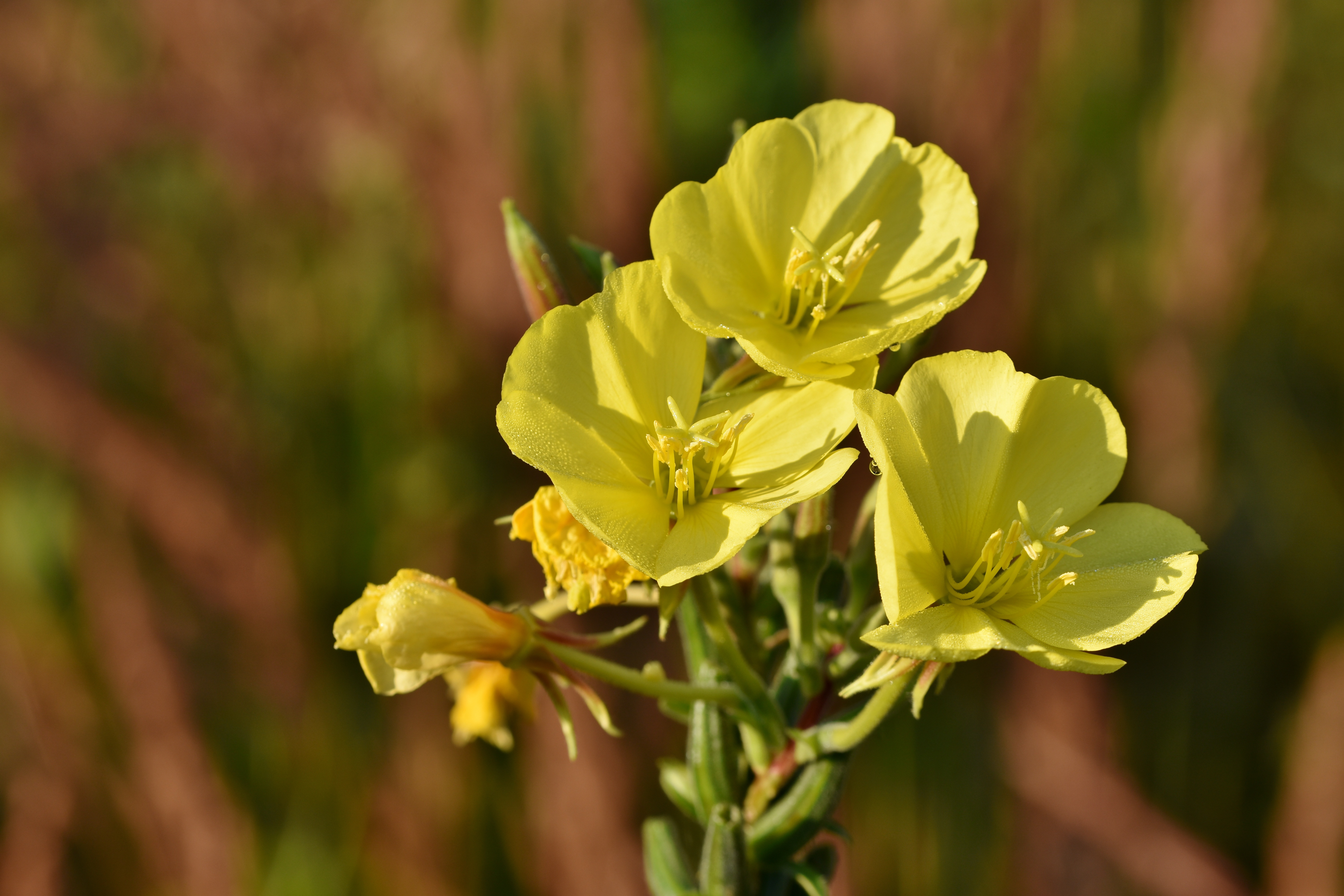 Middelste teunisbloem