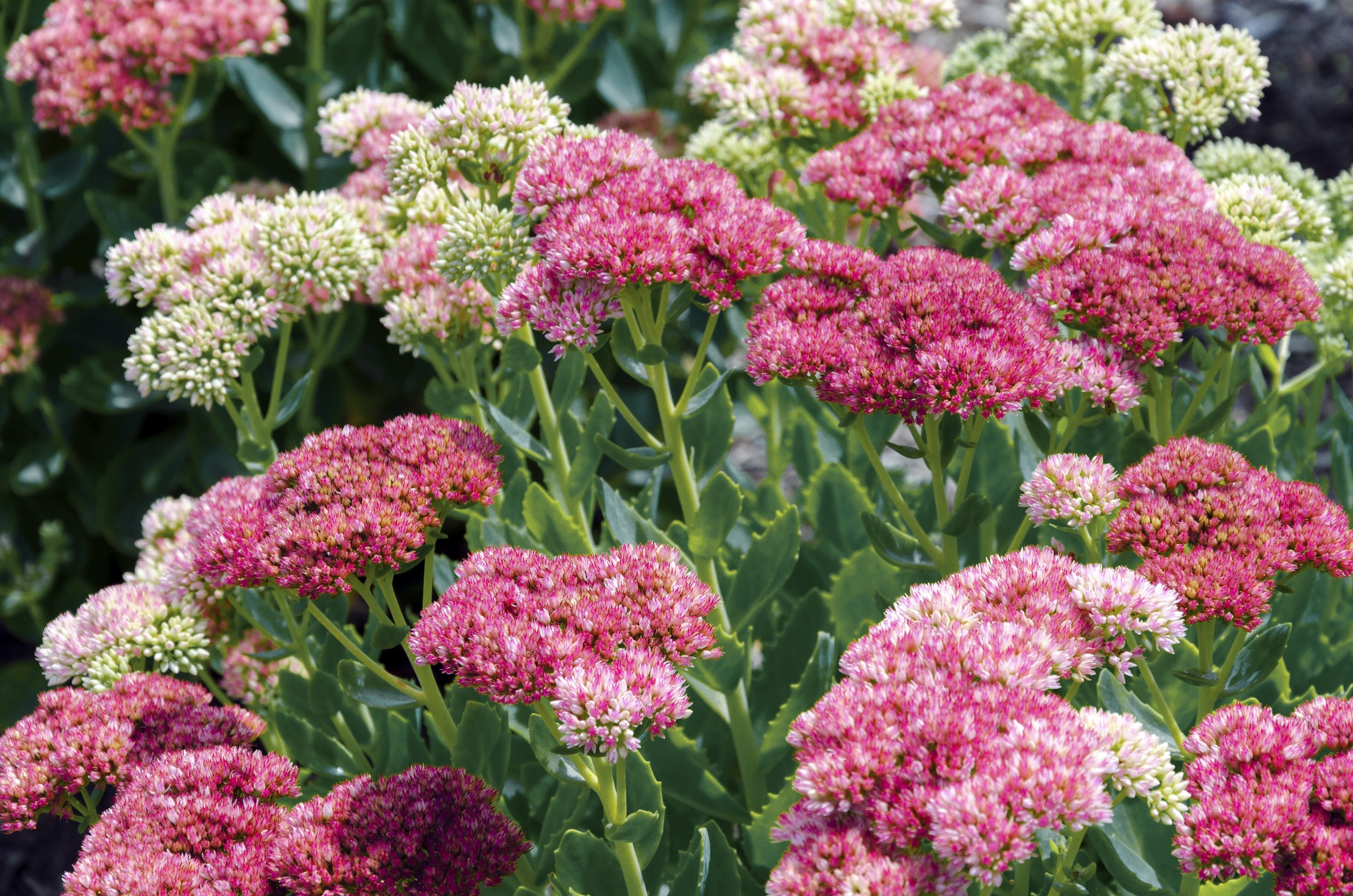 Hemelsleutel - Sedum