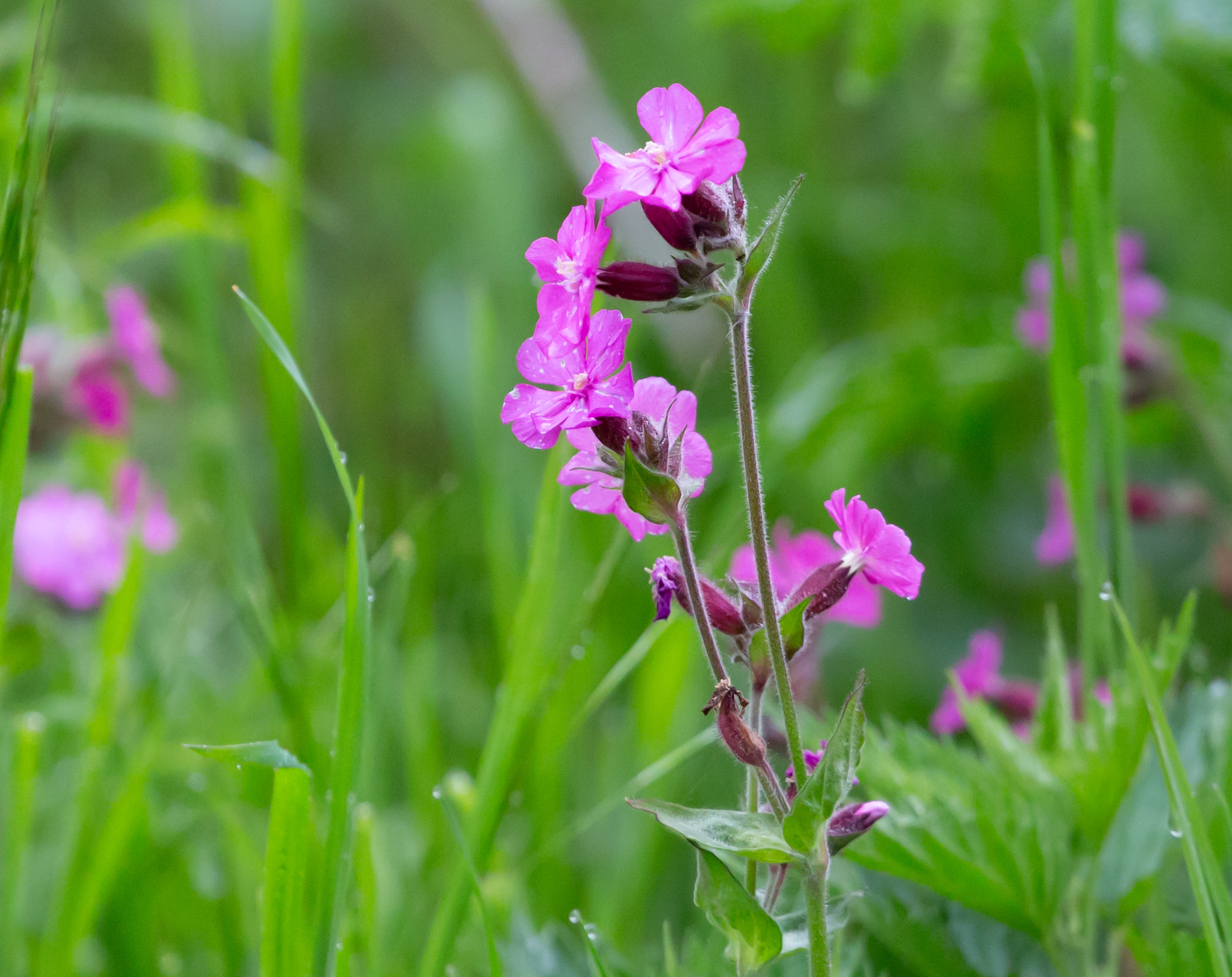 Dagkoekoeksbloem
