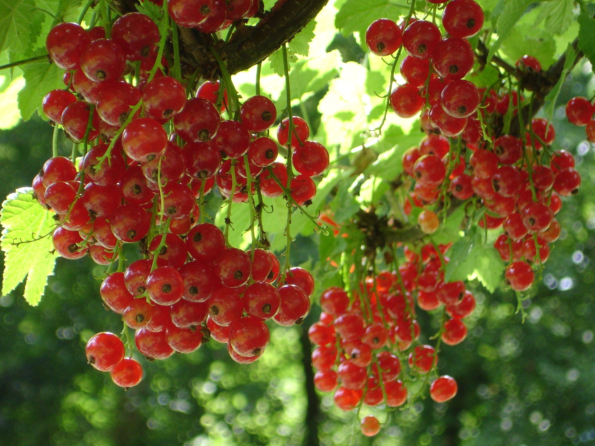 Rode aalbes / Rode ribes