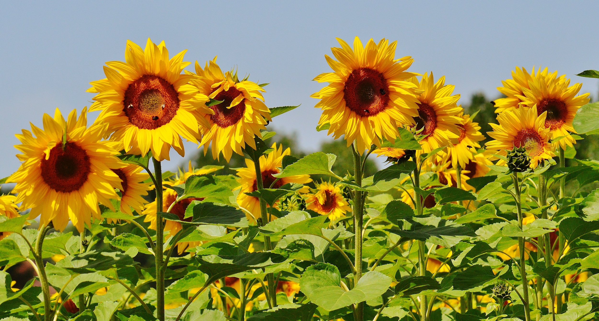 Zonnebloem