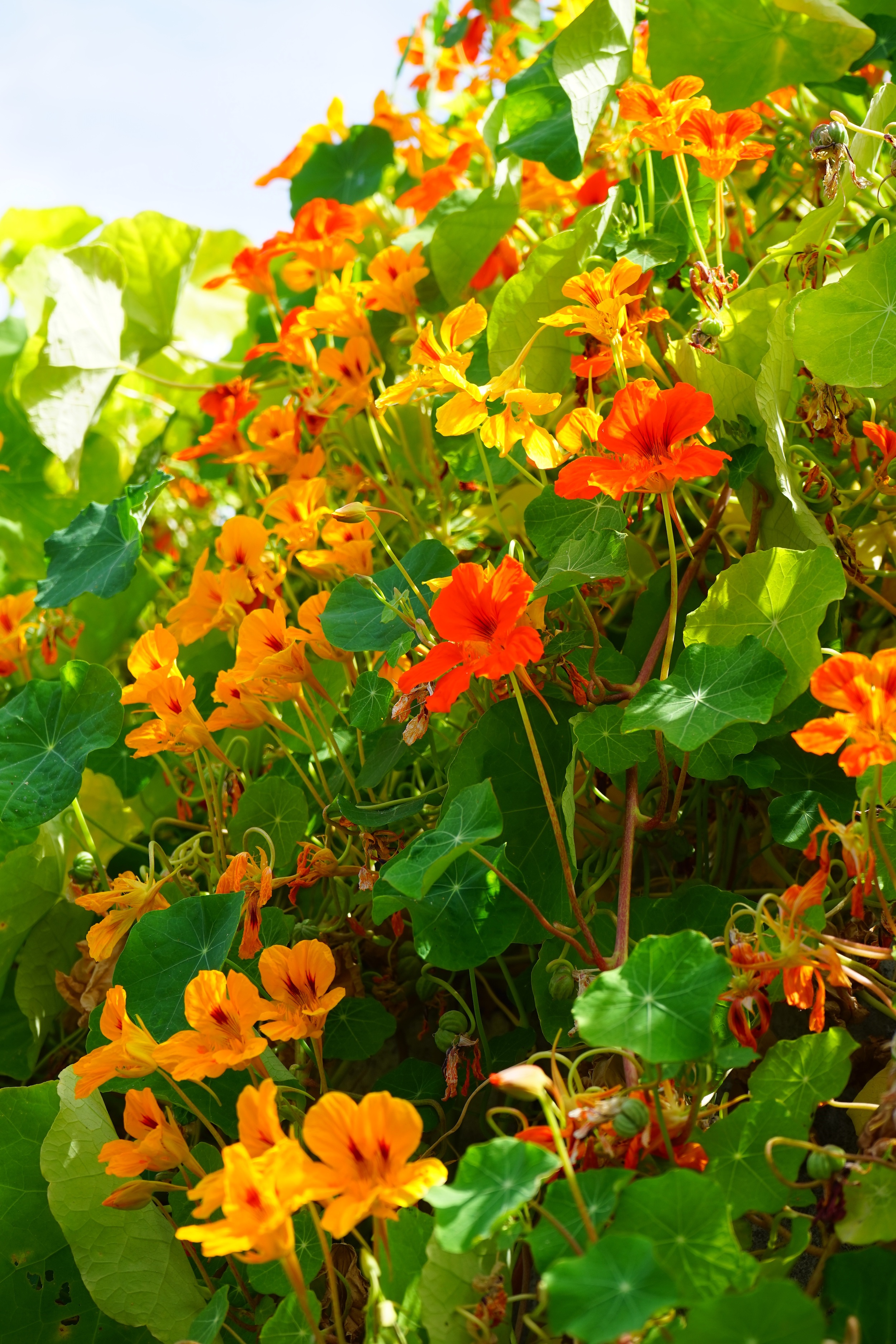 Oost-indische kers