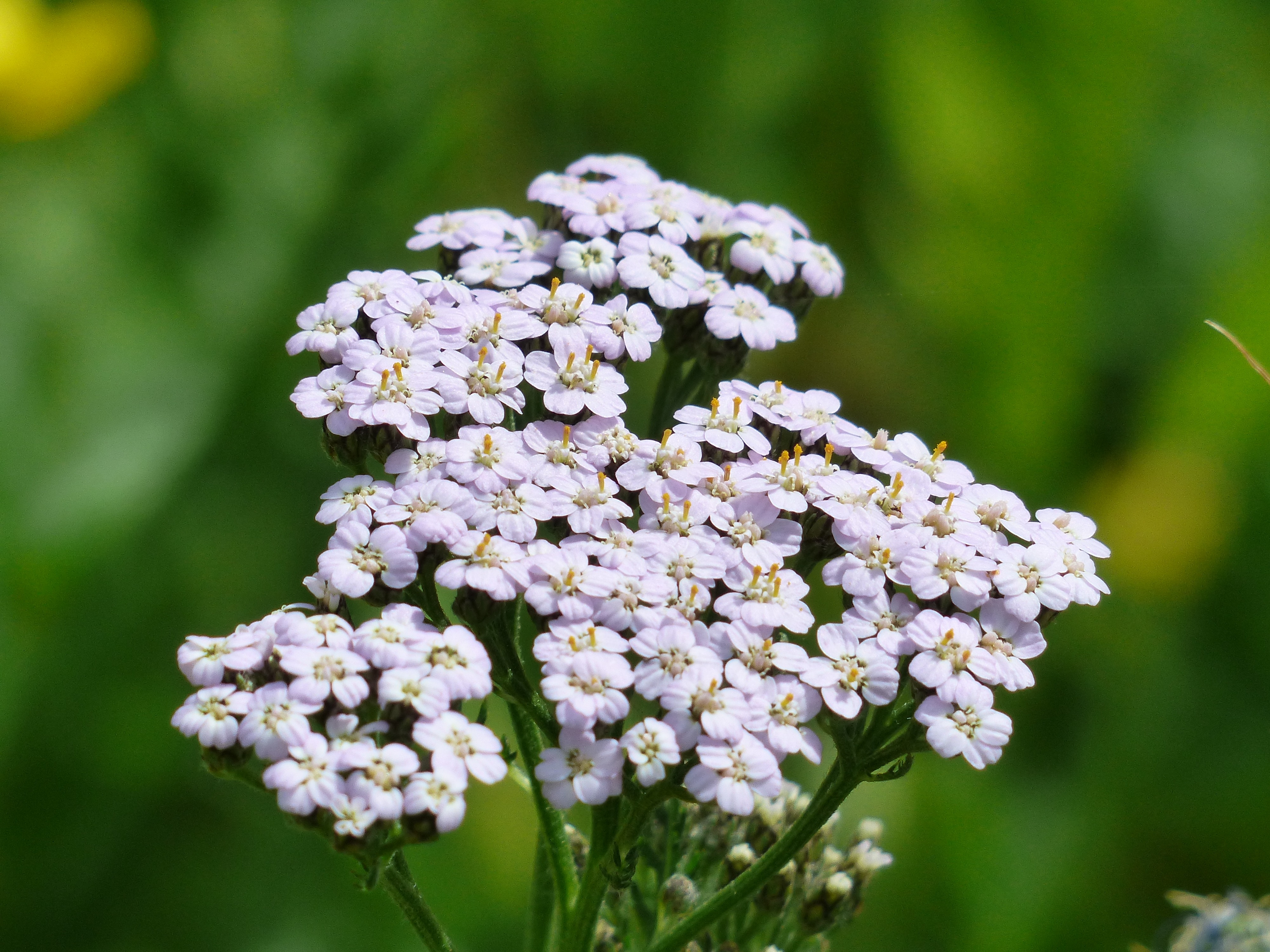 Duizendblad