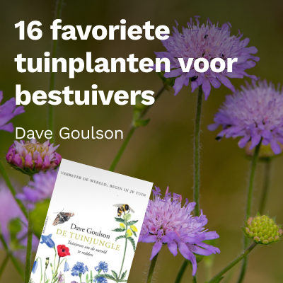 Zestien favoriete tuinplanten voor bestuivers