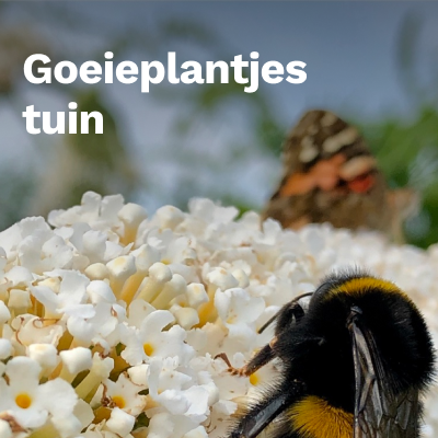 Goeieplantjes tuin