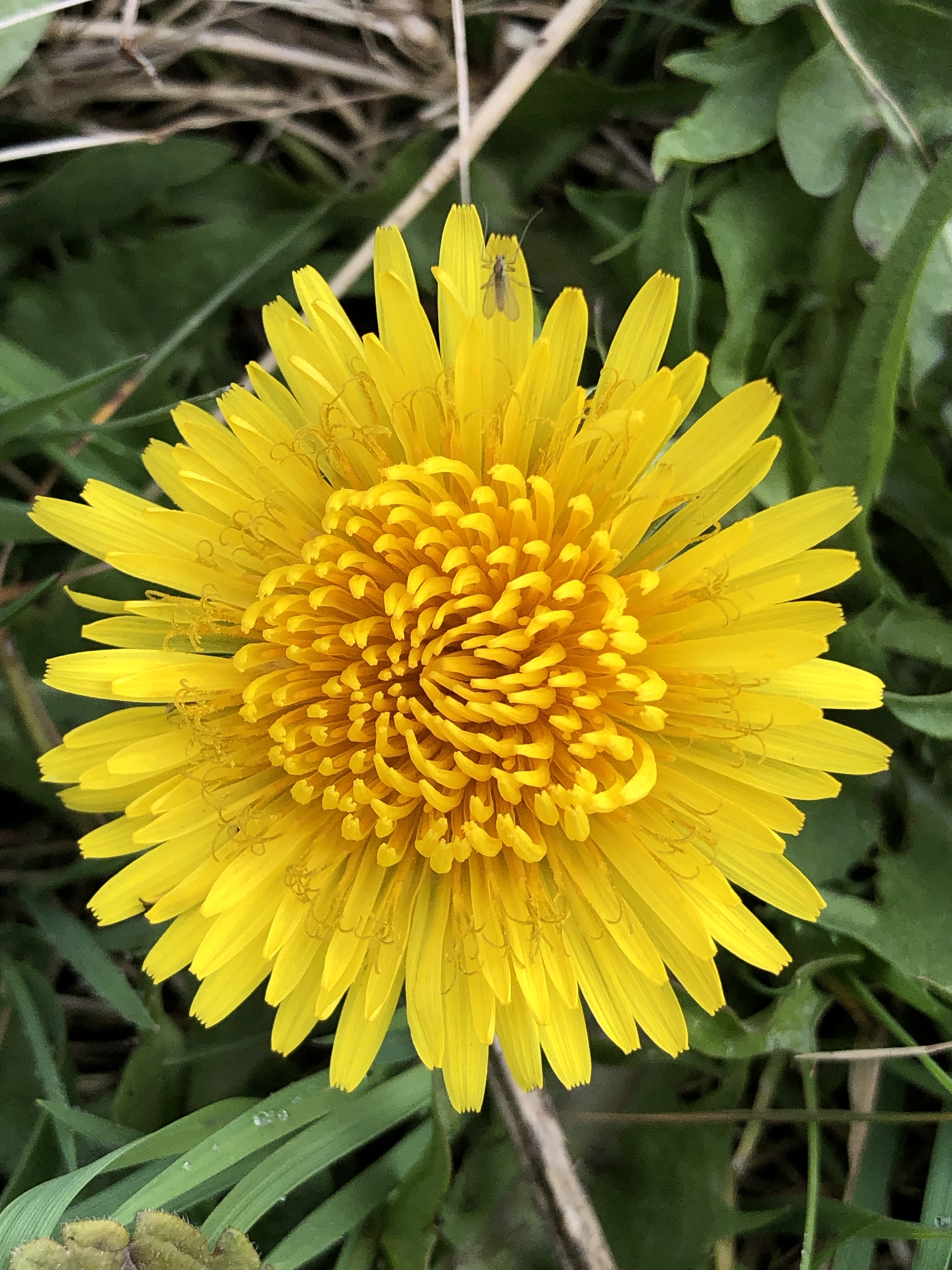 Paardenbloem