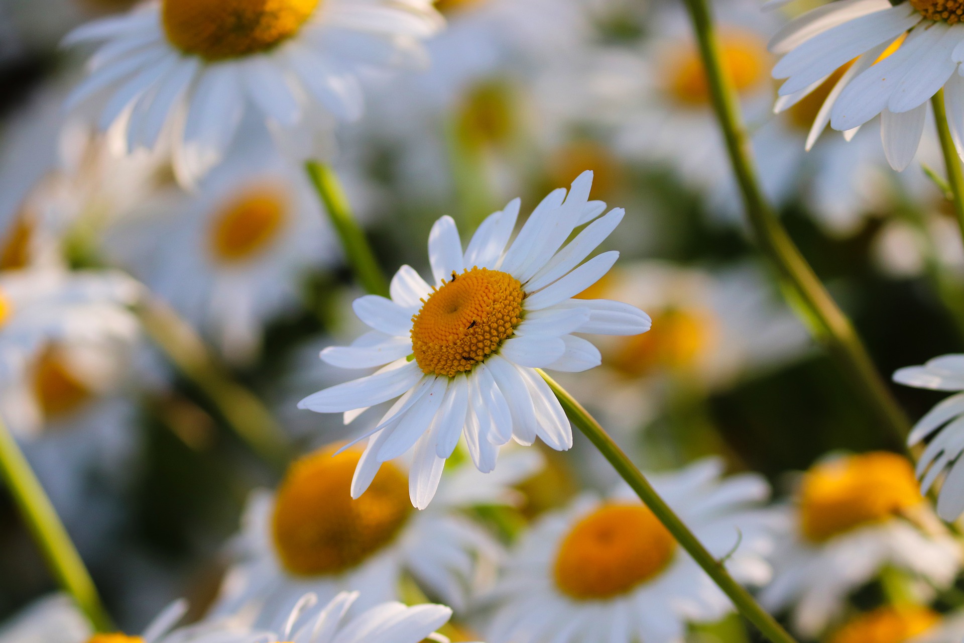 Margriet
