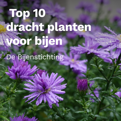 Top 10 drachtplanten voor bijen