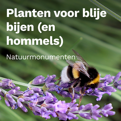 Planten voor blije bijen (en hommels)