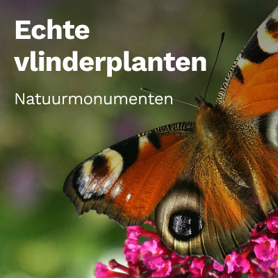 Echte vlinderplanten