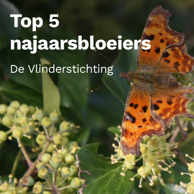 Top 5 najaarsbloeiers