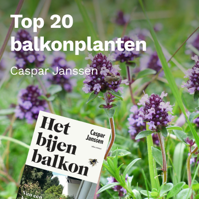Top 20 balkonplanten