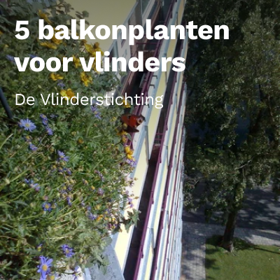 Top 5 balkonplanten voor vlinders