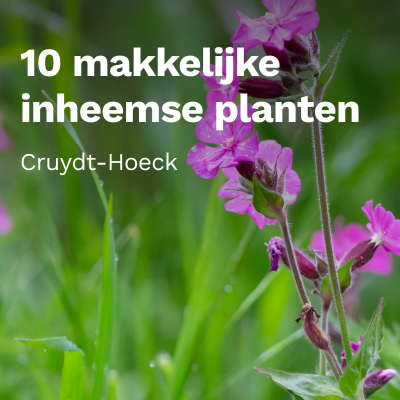 Makkelijke inheemse planten in de tuin