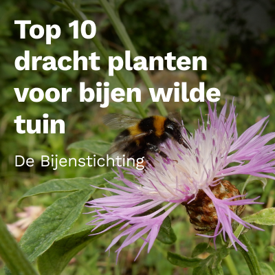 Top 10 beste inheemse planten voor bijen