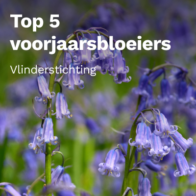 Top 5 voorjaarsbloeiers