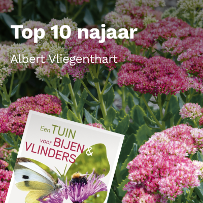 Top 10 Najaarbloeiers