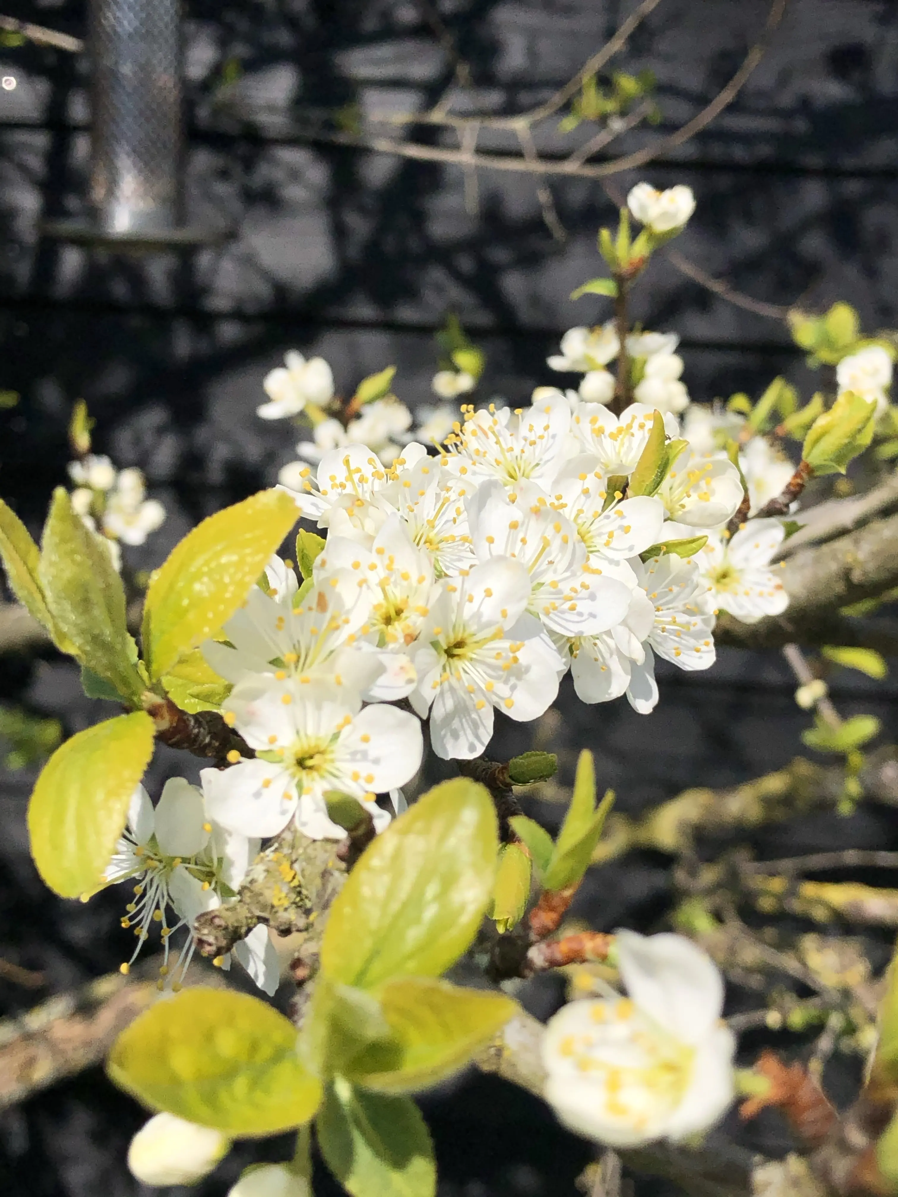 Pruimenboom