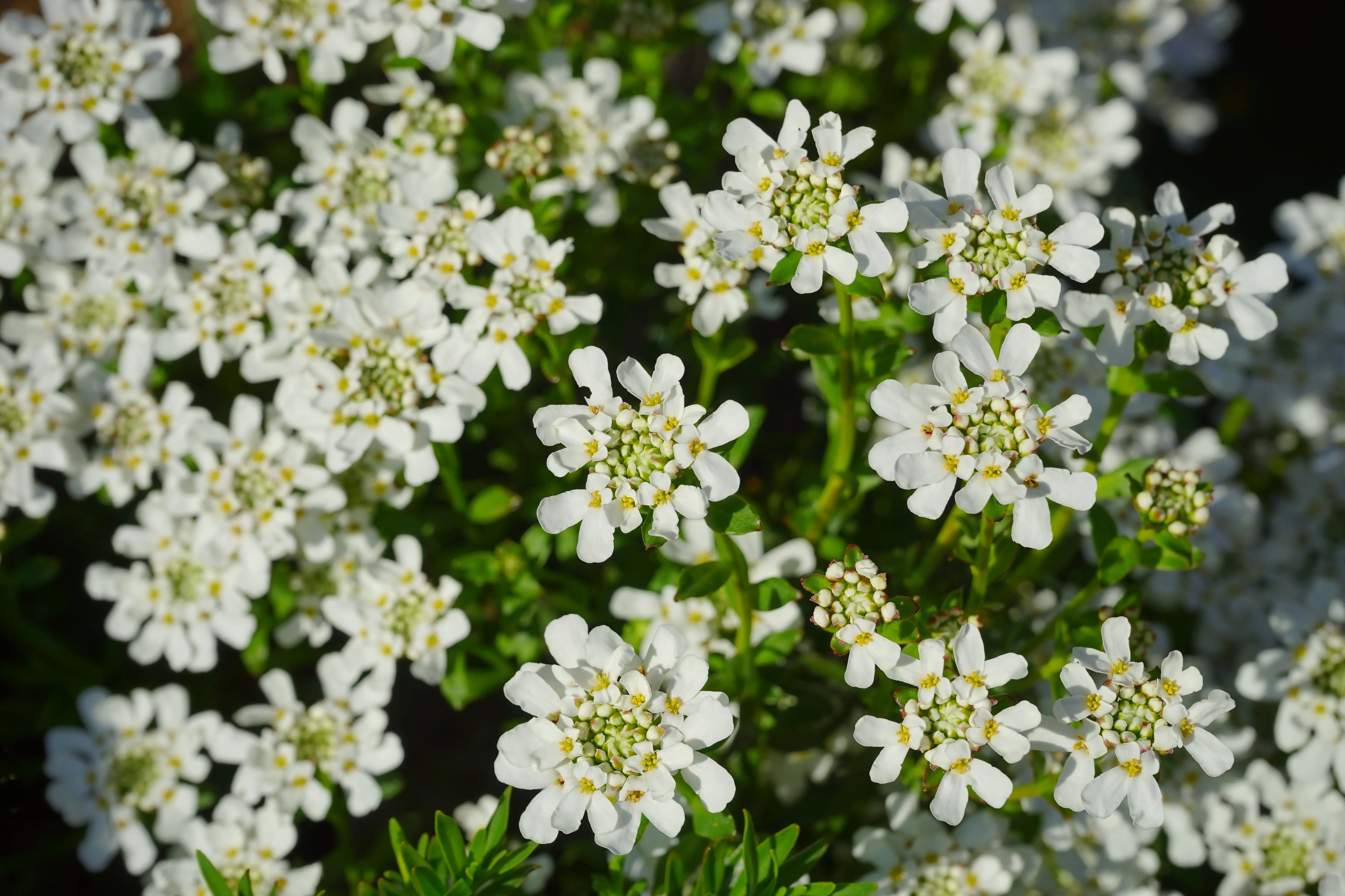Scheefbloem