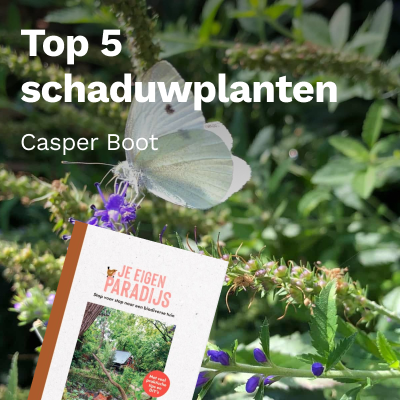 Top 5 schaduwplanten
