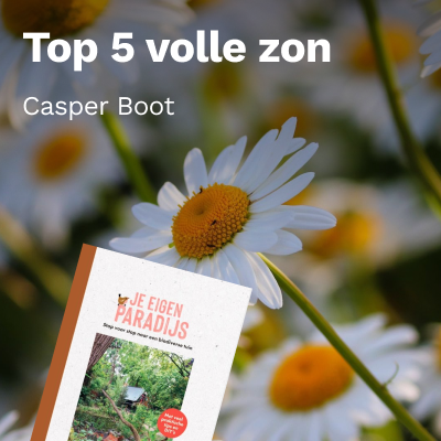 Top 5 volle zon