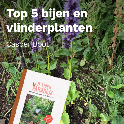 Top 5 bijen en vlinderplanten