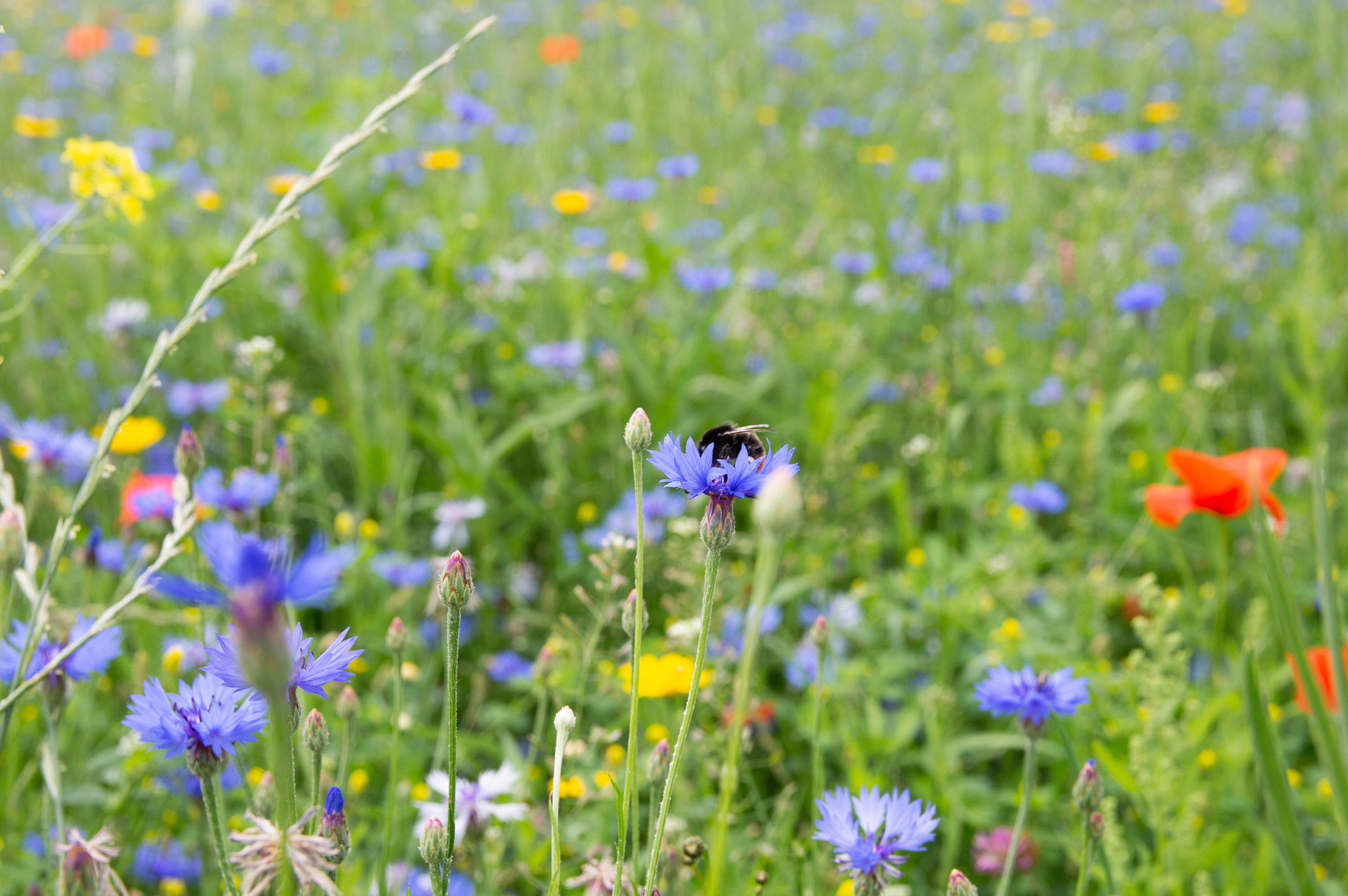 Inzaaien van een bloemenweide