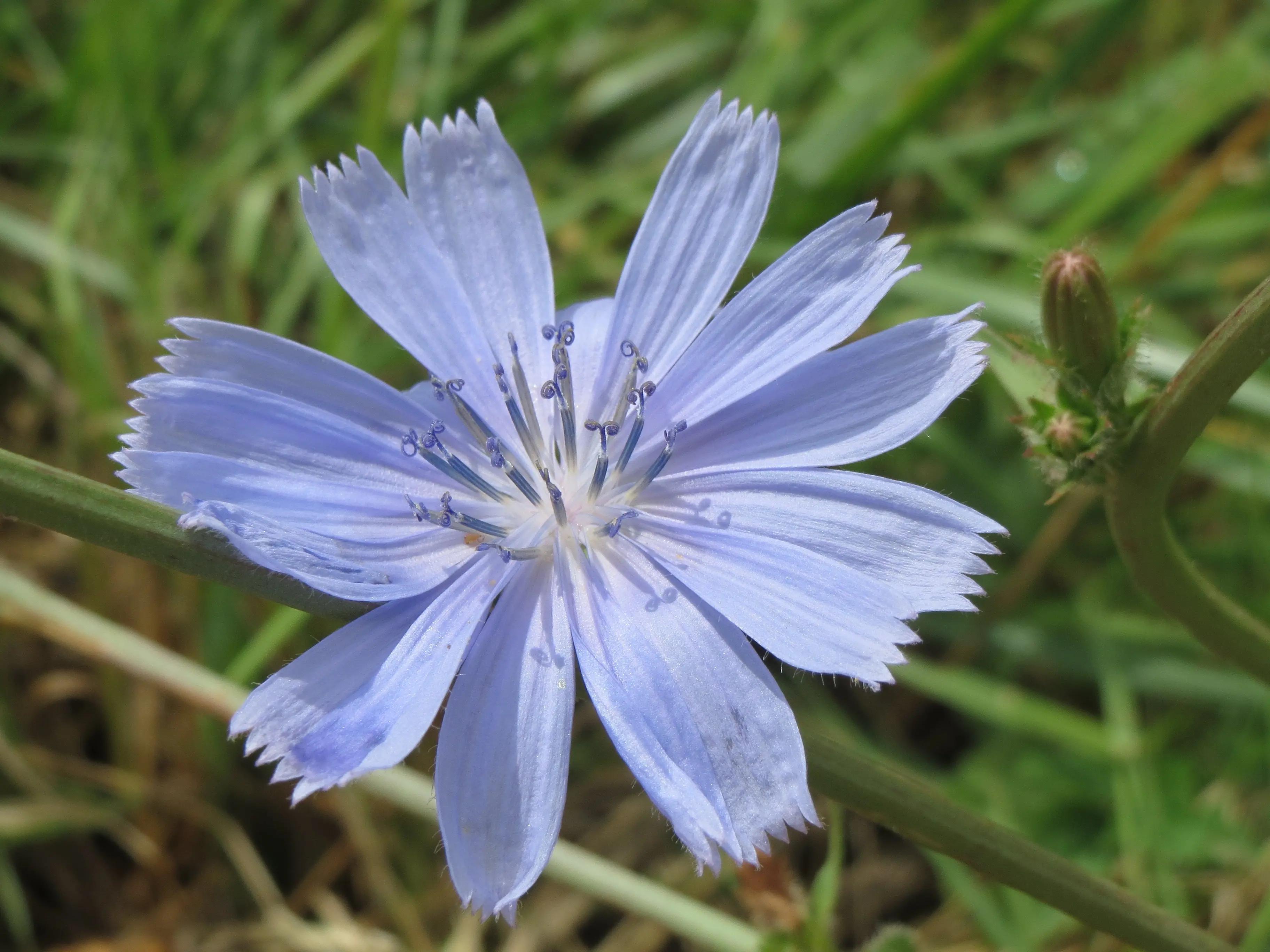 Wilde cichorei