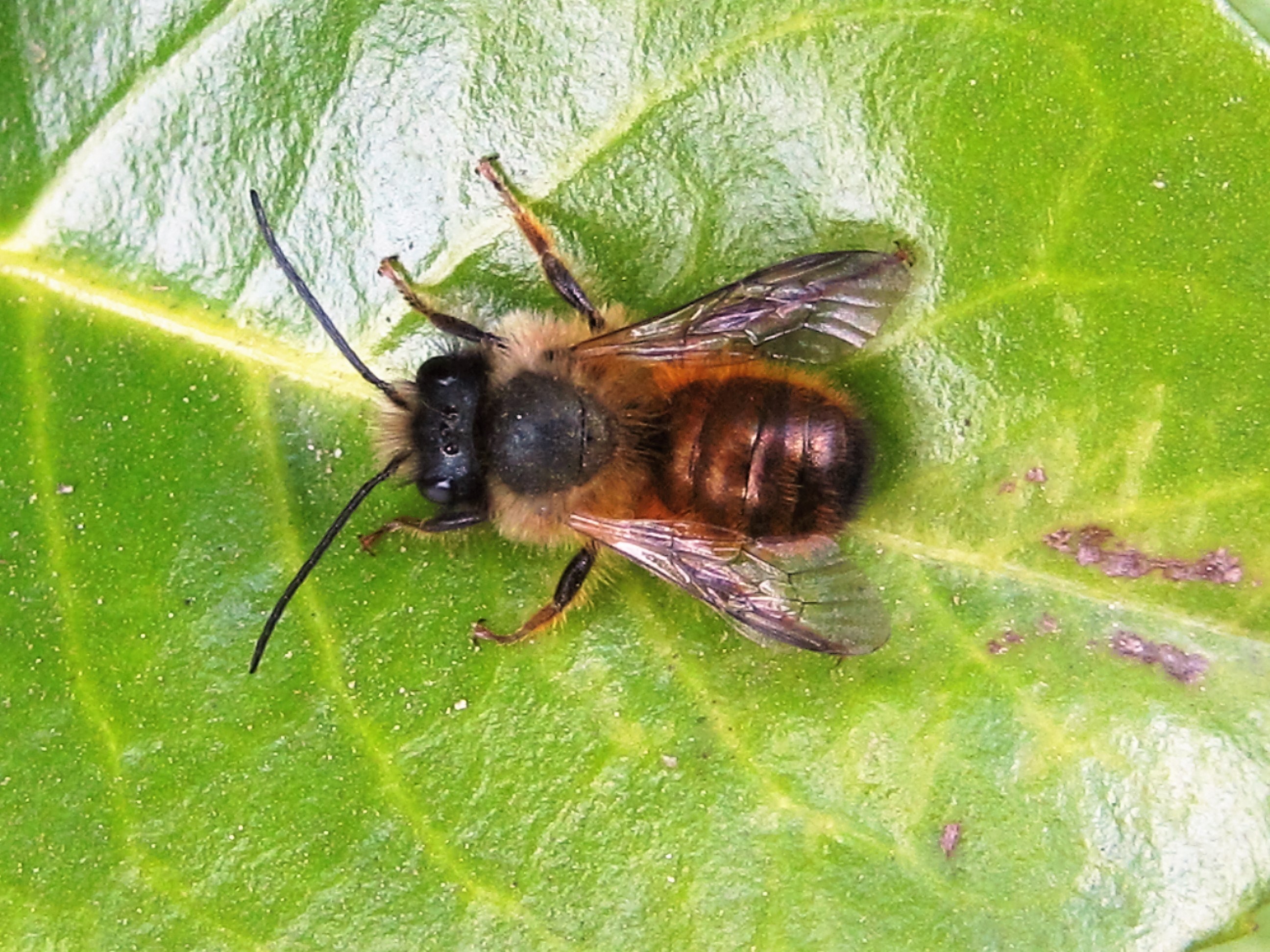 Rosse metselbij