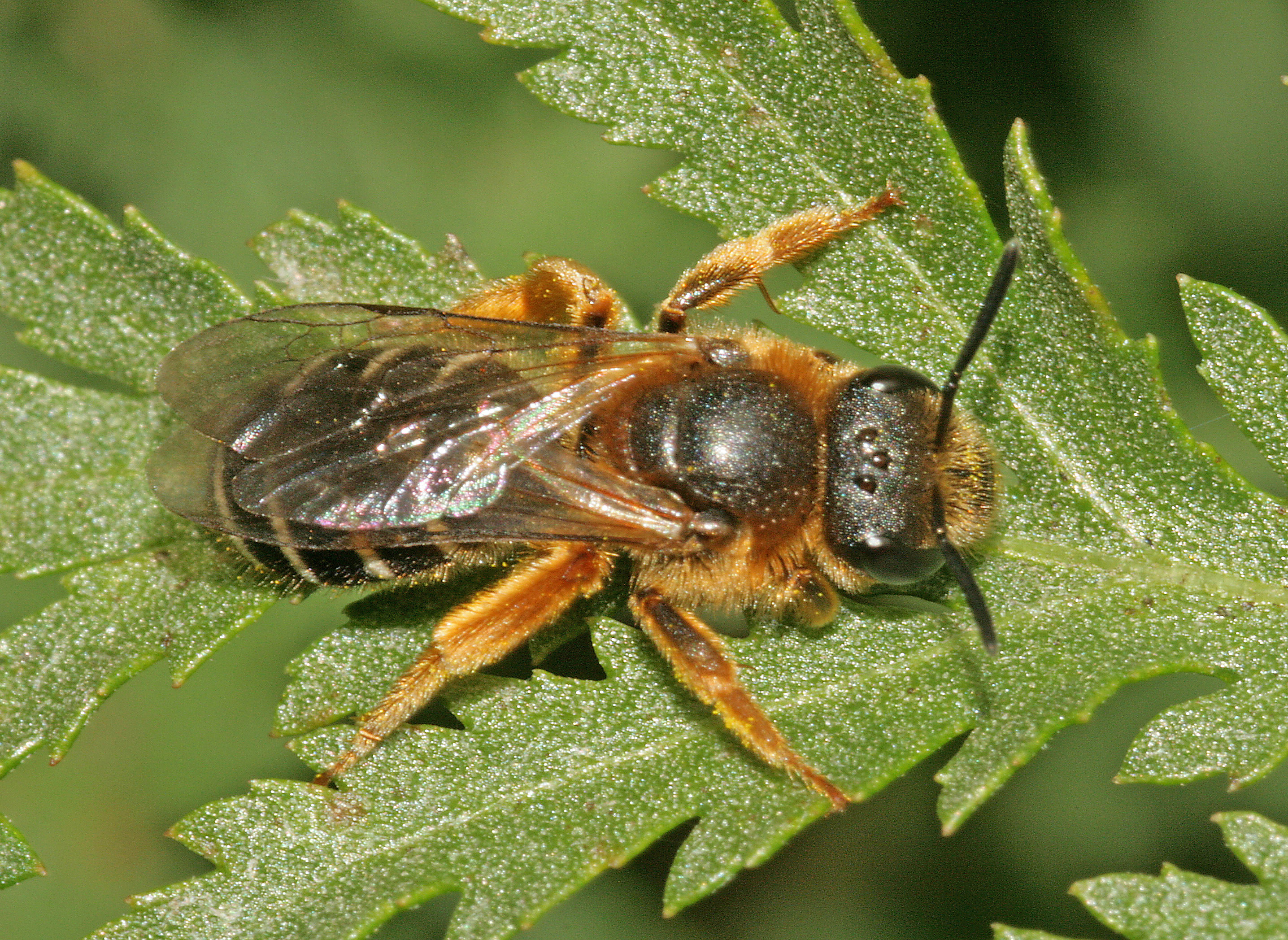 Groefbijen