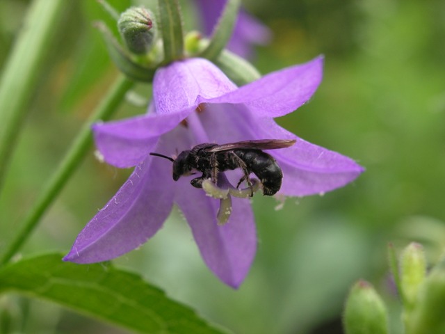 Grote klokjesbij