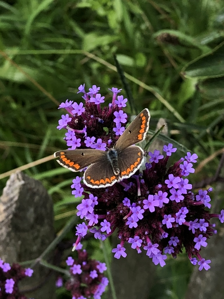 Bruin blauwtje