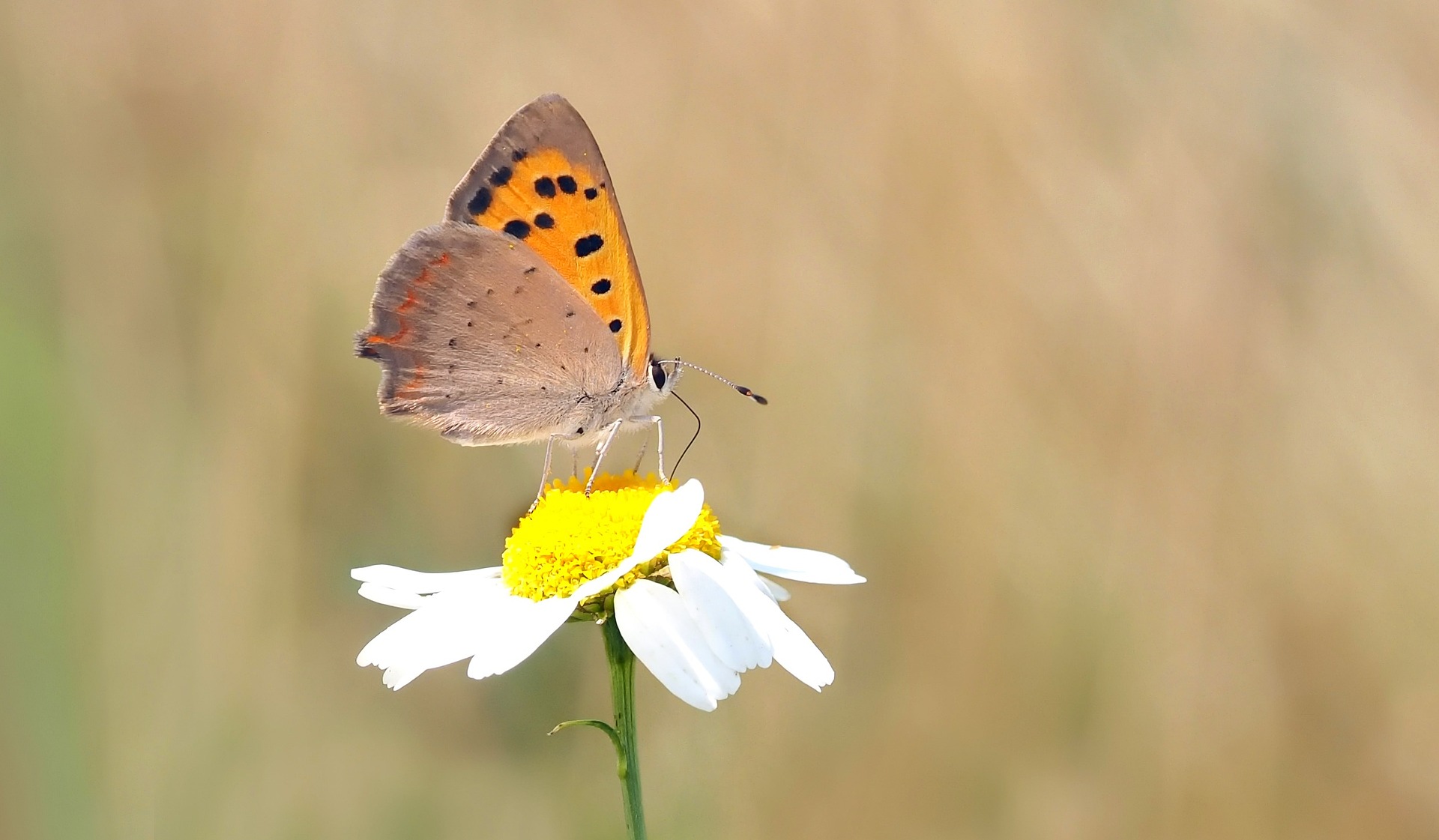 Kleine vuurvlinder