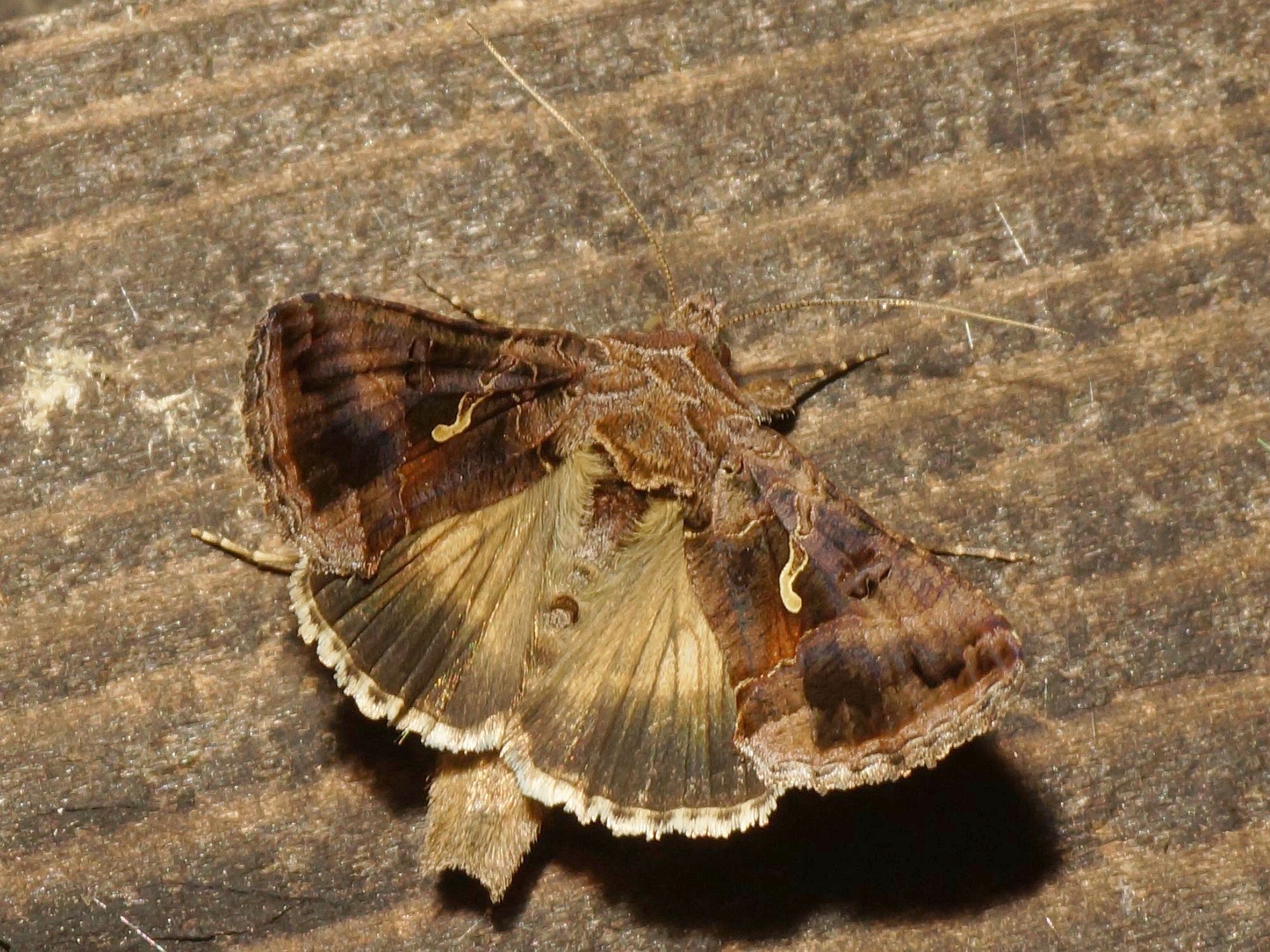Gamma-uil