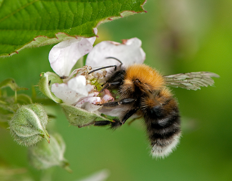 Boomhommel