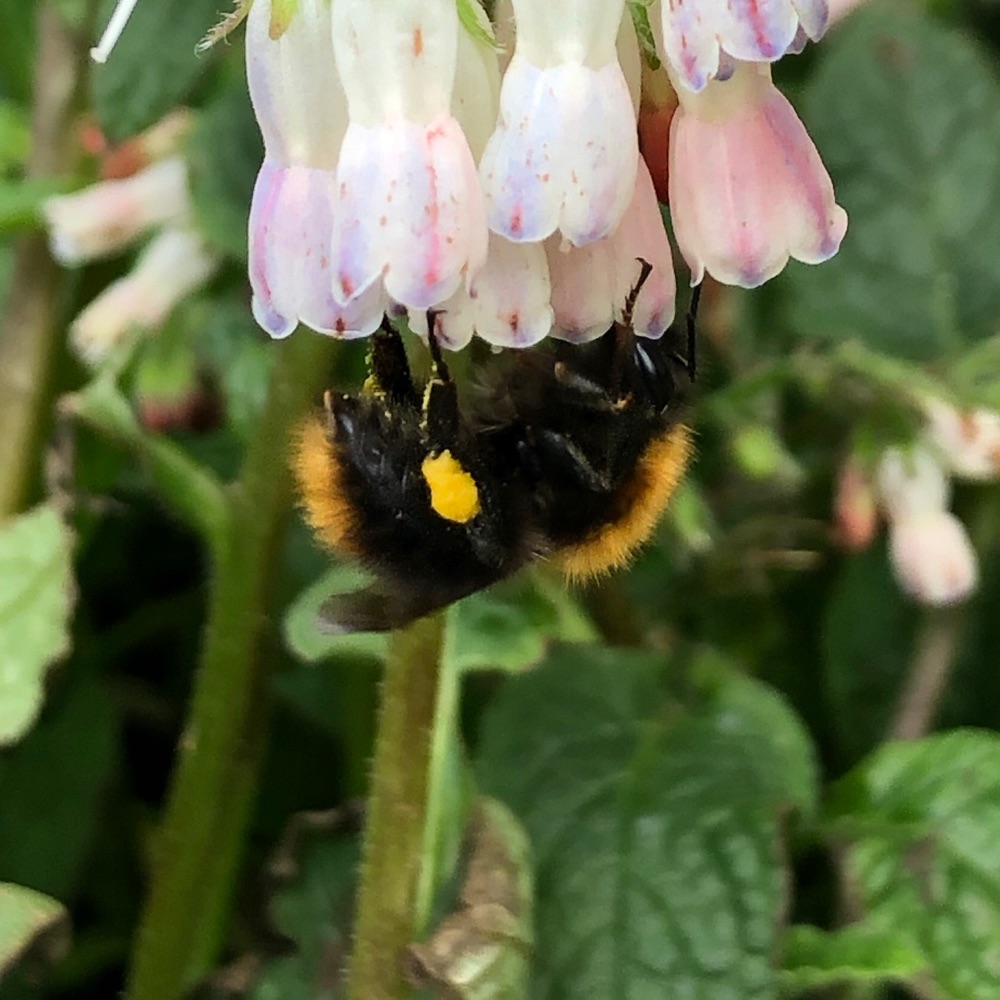 Akkerhommel