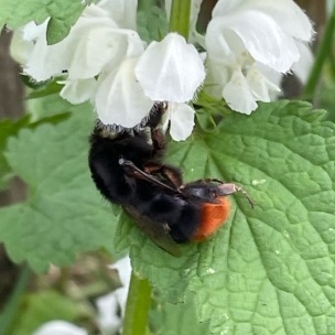 Hommel