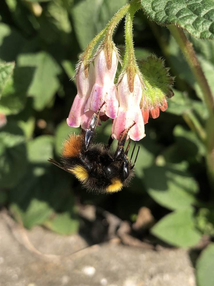 Weidehommel