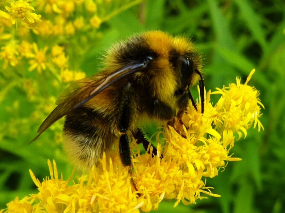 Veldhommel