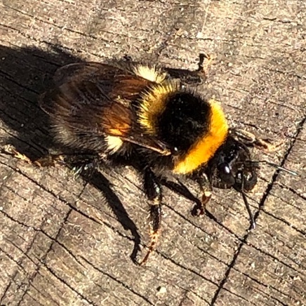 Tuinhommel