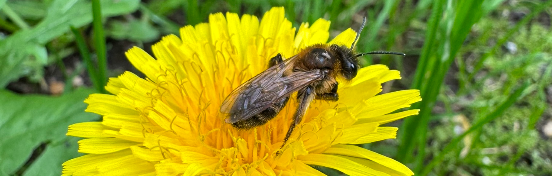 Waarom zou ik bijen in mijn tuin willen?