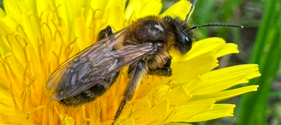 Waarom zou ik bijen in mijn tuin willen?