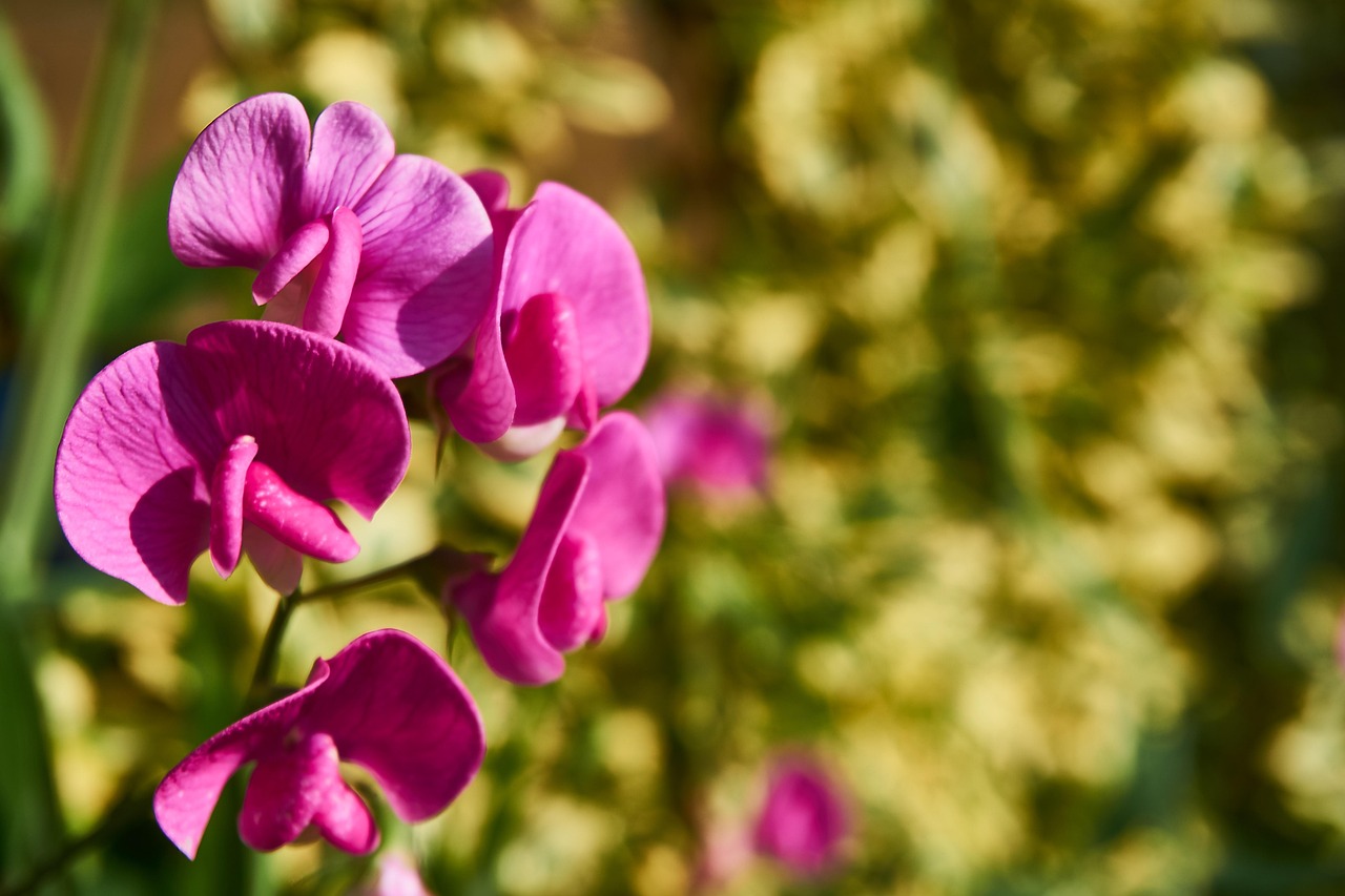 Brede lathyrus