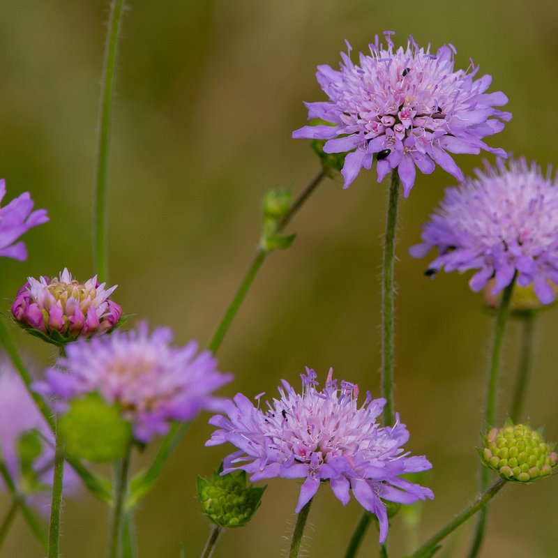 Streektuin Brabantse Maasstreek