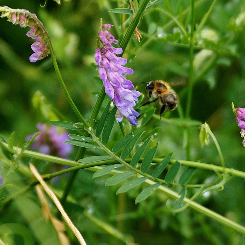 Streektuin Drents Plateau en Friese Wouden