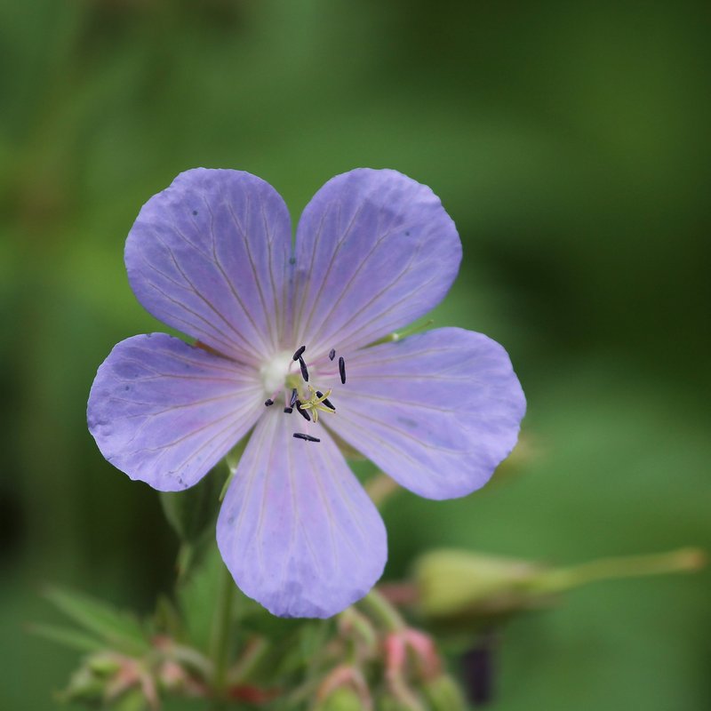 Streektuin Friese en Groningse zeeklei